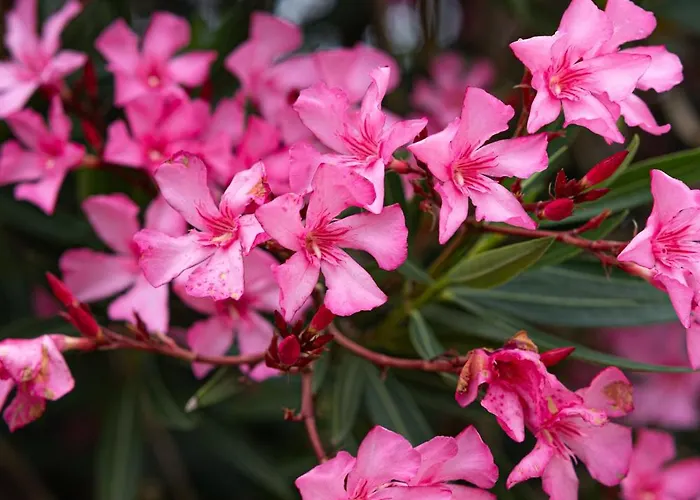 Bed & Breakfast Saintonge Port-dʼEnvaux